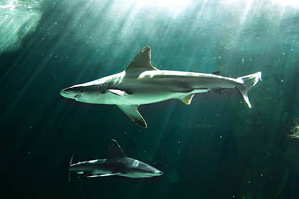 istock huge bull shark swimming 494415789