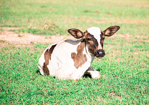 istock Baby cow on field of grass 494415919