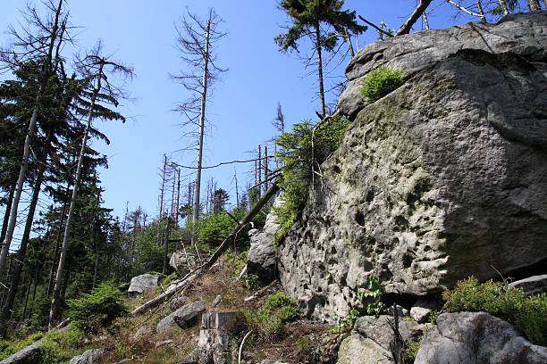 istock Trees among rocks on the hillside 494416032