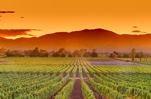 Napa Valley wine country mountain hillside vineyard growing crops for grape harvest and winery winemaking. Rows of lush, green grapevines ripen in cultivated agricultural farm fields glowing in sunset.