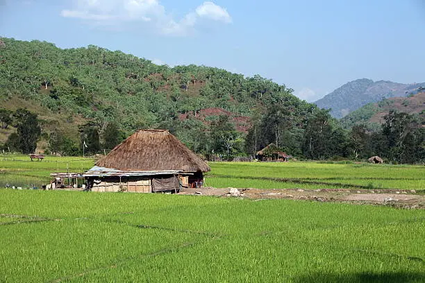 Asia, South Asia, Southeast Timor, Timor-Leste, Timor, Aileu, Everyday Life, Agriculture, Rice Field, Landscape, 