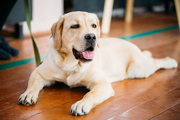 istock Young White Labrador Dog Sitting On Floor 494417724