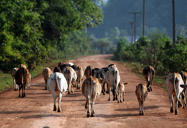 Kuehe in the hilly landscape on the country road 12 between the city of Tha Khaek and the village of Mahaxai Mai in central Laos on the border with Thailand in South East Asia.