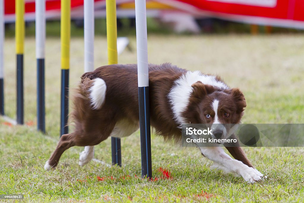 Dog in competition Dog on agility course, successfully through slalom. Activity Stock Photo