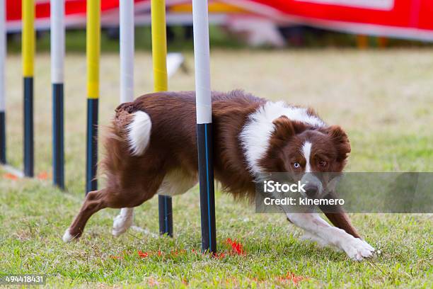Dog In Competition Stock Photo - Download Image Now - Activity, Agility, Animal