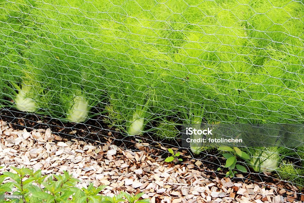 Fenchel - Lizenzfrei Blatt - Pflanzenbestandteile Stock-Foto