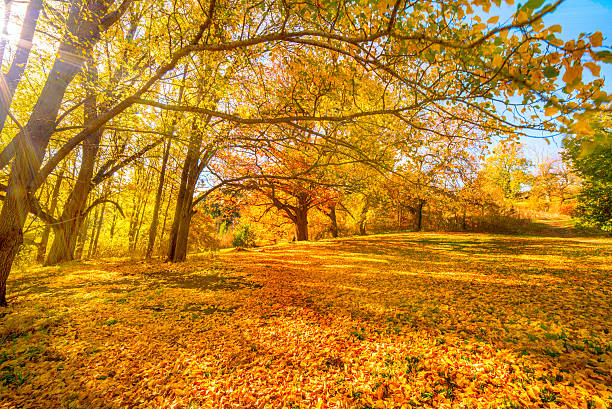 istock Golden Trees in a park 494418789
