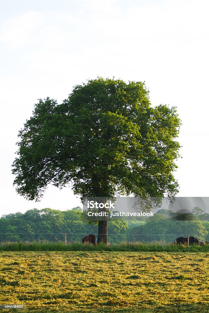 Chêne et chevaux paissant - Photo de Arbre libre de droits