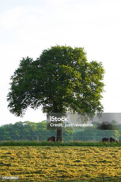 Photo libre de droit de Chêne Et Chevaux Paissant banque d'images et plus d'images libres de droit de Arbre - Arbre, Brouter, Champ