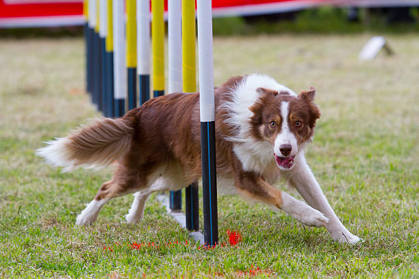 Dog in competition Dog on agility course, successfully through slalom. dog agility photos stock pictures, royalty-free photos & images