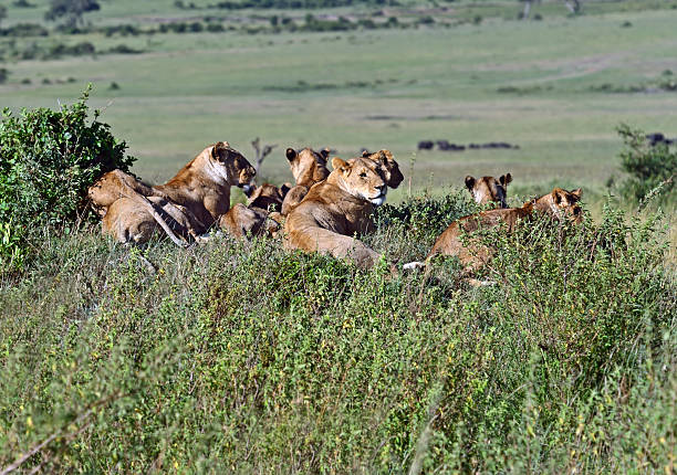 istock Lions Masai Mara 494419239