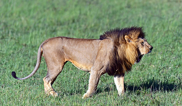 istock Lions Masai Mara 494419243