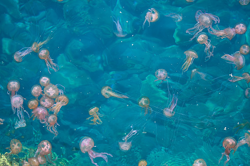 Herd of Pelagia Noctiluca pink jellyfish under mediteranean sea in Salina island Sicily