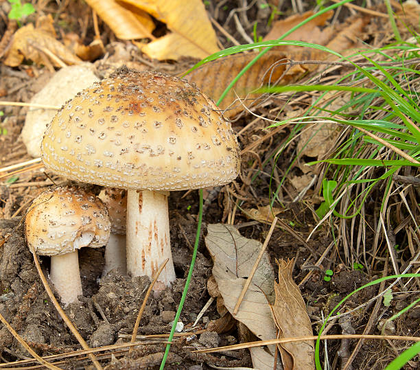 Group of Amanita Rubescens fungi in wild mountain Little colony of Amanita Rubescens mushroom in sicilian woodland amanita rubescens stock pictures, royalty-free photos & images