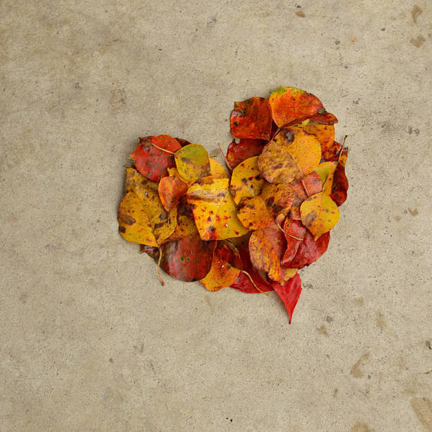 Beautiful autumn leaves in the shape of a heart against a textured concrete background. Great Thanksgiving background.
