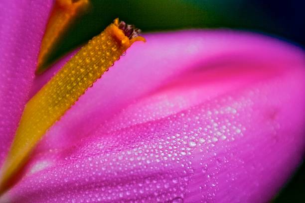 istock Banana Flower - Close Up 1 494420454