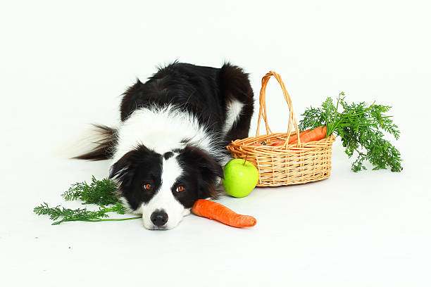istock Dog with vegetables 494421000