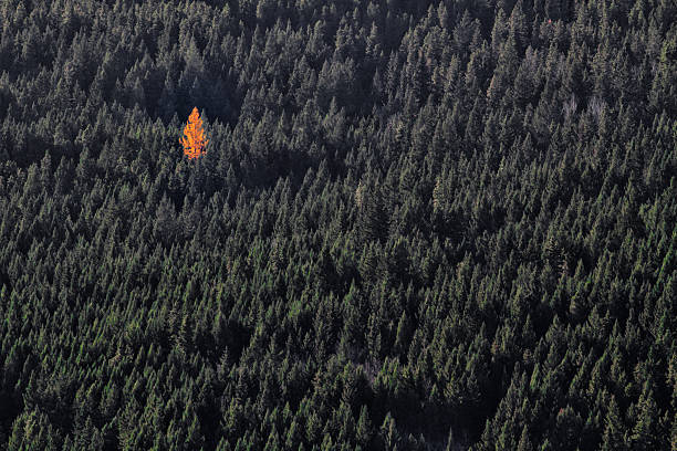 arancio singolo albero in verde foresta - nonconforming foto e immagini stock