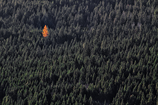 single orange deciduous tree lost in evergreen forest on side of mountain