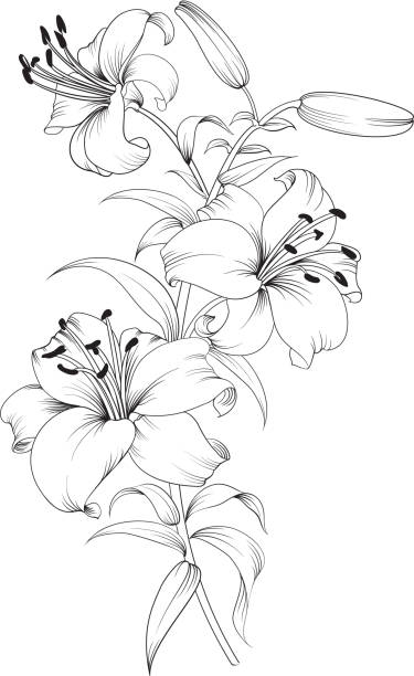 grupa kwiaty lilia - silhouette beautiful flower head close up stock illustrations