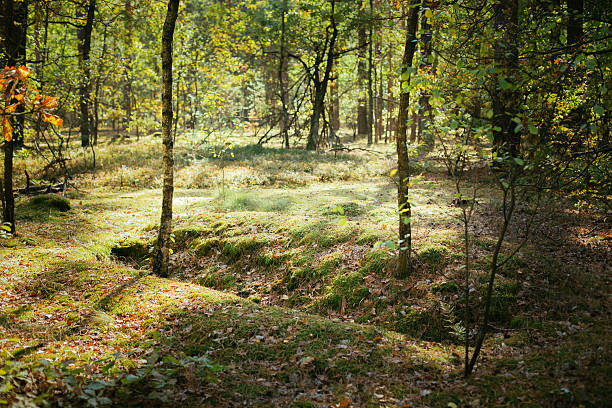 vecchia guerra mondiale ostacoli nella foresta dopo la seconda guerra mondiale - world war ii battlefield landscape battle foto e immagini stock