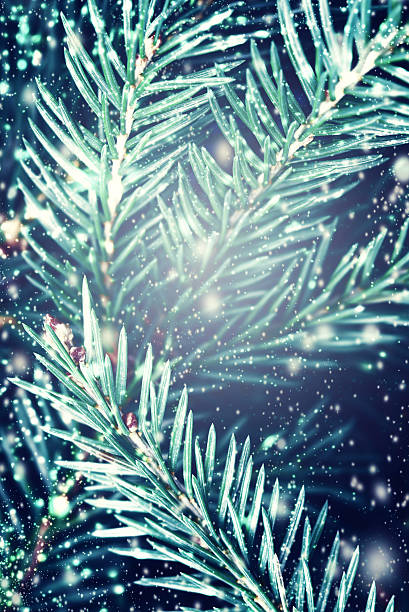 istock Christmas fir tree with Falling Snow - Winter background . 494423834