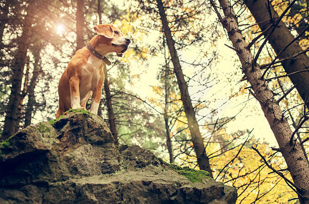 beagle portrait dans la forêt d'automne - cattle dog photos et images de collection