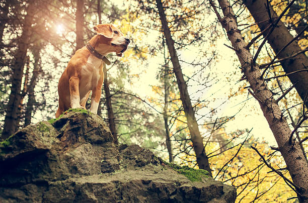 retrato do beagle na floresta de outono - cattle dog imagens e fotografias de stock