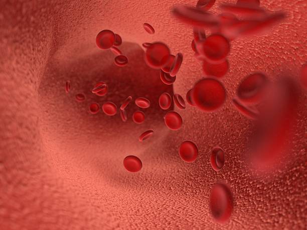 Red Blood cells in artery stock photo