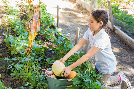 Elementary age Hispanic little girl is student at private school. She is picking vegetables in garden behind school, and is studying plants. Child is wearing a private school uniform. She is bending over to place fresh fruits and vegetables into bucket.