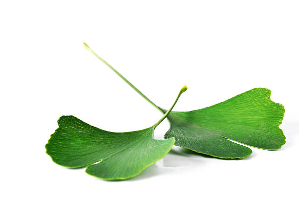 Ginkgo Biloba stock photo