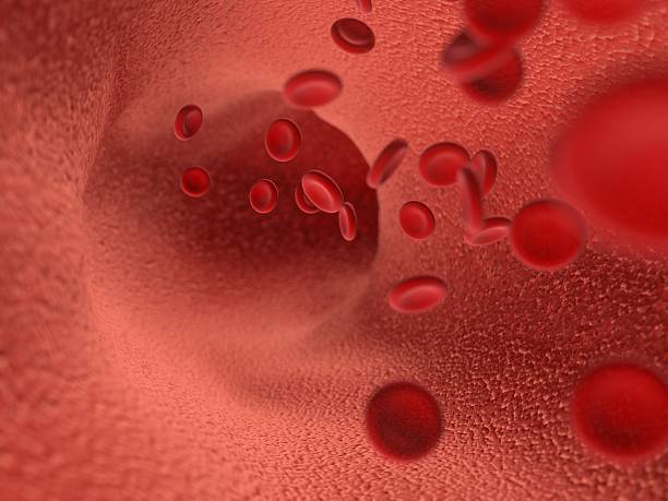 Red Blood cells in artery or vein stock photo