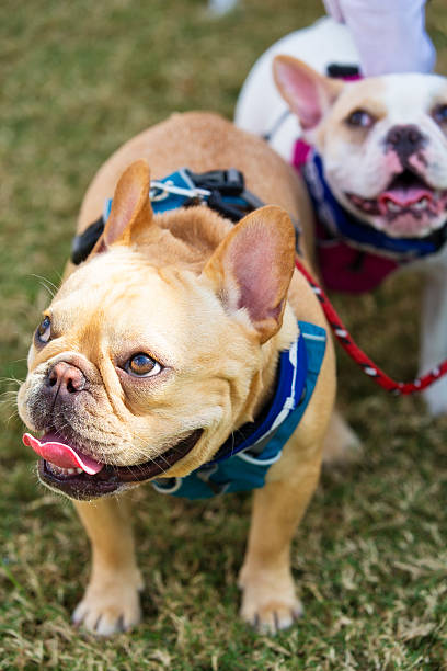 istock Two French Bulldogs Look Up 494425068