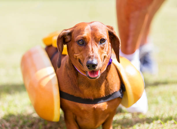 red dachshund zeigt seine hot dog kostüm - wearing hot dog costume stock-fotos und bilder