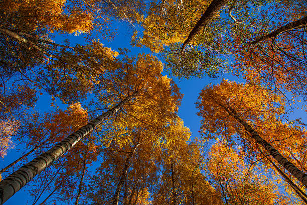istock Autumn trees in the sky 494425274