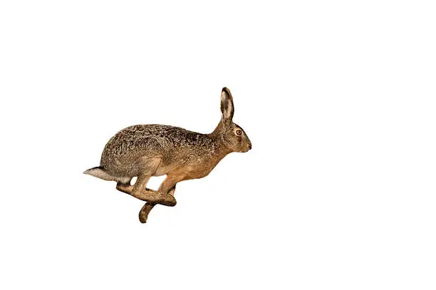 Hare that runs