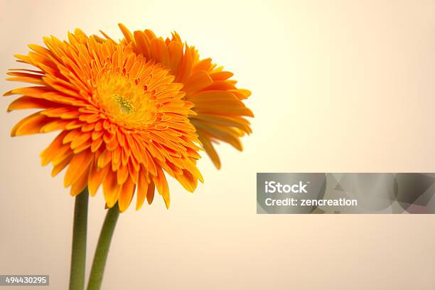 Gerbera Stock Photo - Download Image Now - Abstract, Backgrounds, Beauty