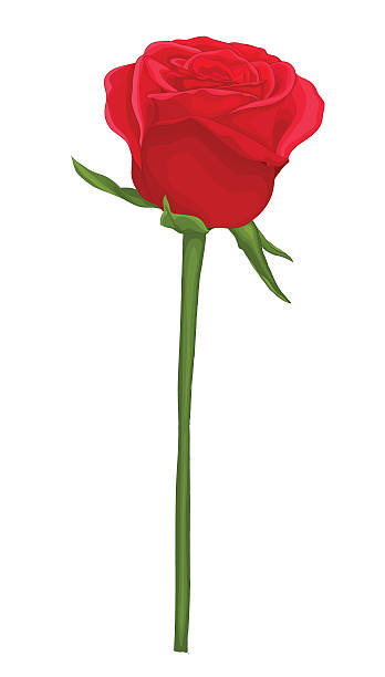 illustrations, cliparts, dessins animés et icônes de belle rose rouge à longue tige, isolé sur blanc - rose single flower flower stem