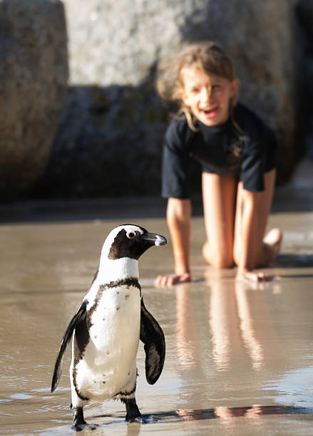 istock Girl follows a penguin on wet sand 494430997