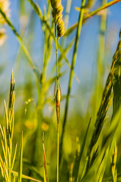istock Spider on a hit waiting for its prey 494432787