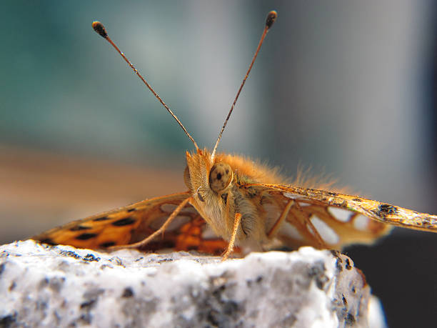 istock forefront of a small orange and silver butterfly 494433299