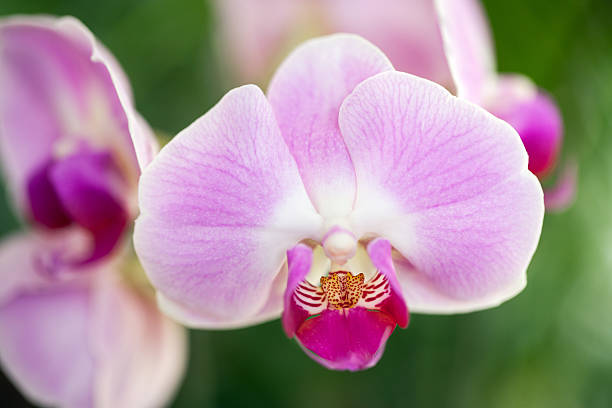 istock Pink orchid flower 494433371