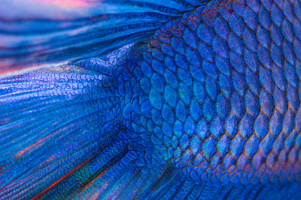 struktur-tail-schnittform - fish siamese fighting fish multi colored tropical fresh water fish stock-fotos und bilder