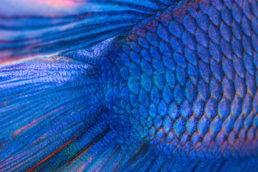 Texture of tail siamese fighting fish