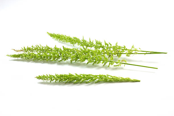 istock Flower of the grass. 494434029