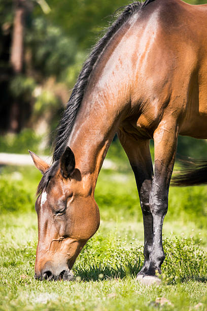istock Brown Horse Standing Chewing On Grass 494434337