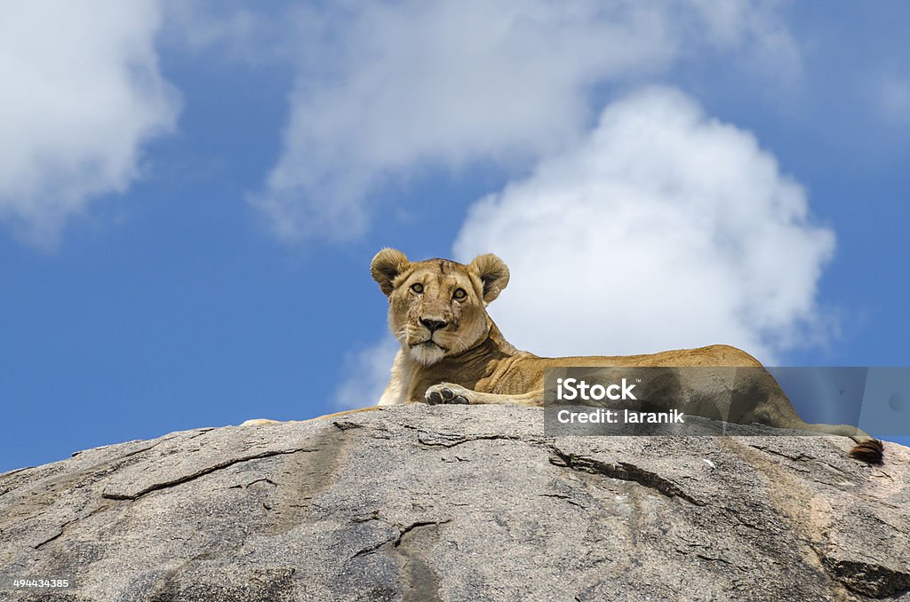 Rock lion Female lion resting on the rock in Serengeti, Tansania Africa Stock Photo