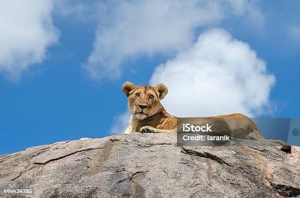 Rock Lion Stock Photo - Download Image Now - Africa, Animal, Animal Body Part