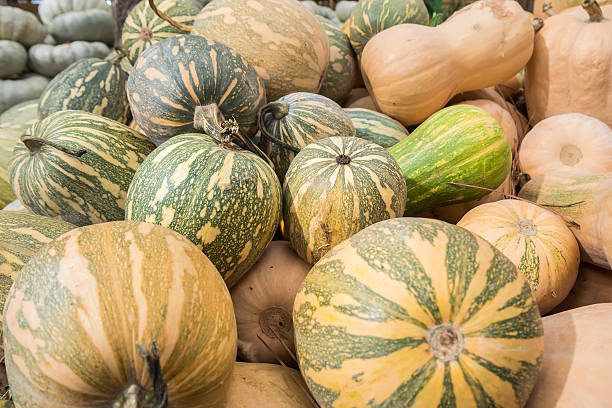 istock Pumpkins, Cucurbita argyrosperma, moschata, Butternut, maxima, c 494436192