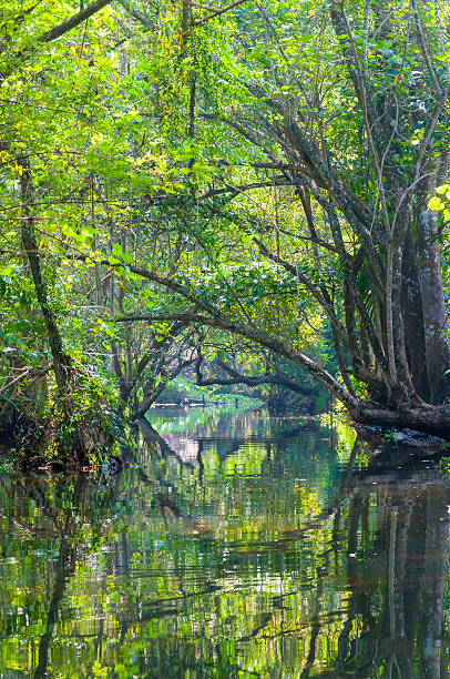 istock Kerala Backwaters meandering jungle river 494436384